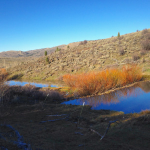 The Beaver Meadows is a succession of beaver ponds. 