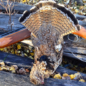 The red-phased ruff is one of God's most beautiful creations. 
