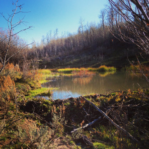 The view from the Beave Meadows. 