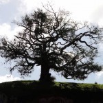 hobbiton-7