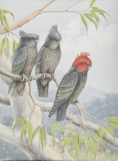 Gang-gang cockatoo by Neville William Cayley (1886-1950). Courtesy National Library of Australia