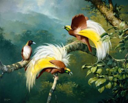 Lesser Birds of Paradise by William T Cooper