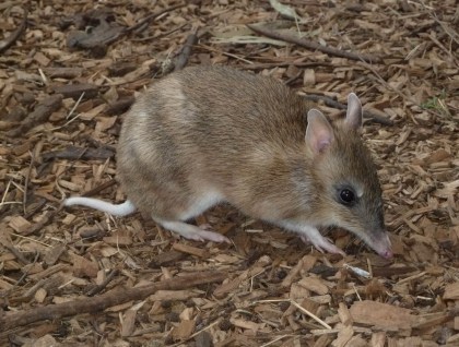 Eastern Barred Bandicoot. photographed sourced from Arts Victoria.