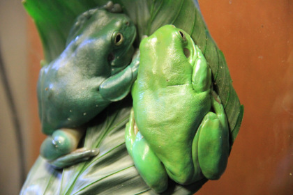 Frog photograph by Sylvia Ross