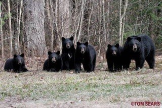 Black bears in northern New Hampshire, 25 April 2008