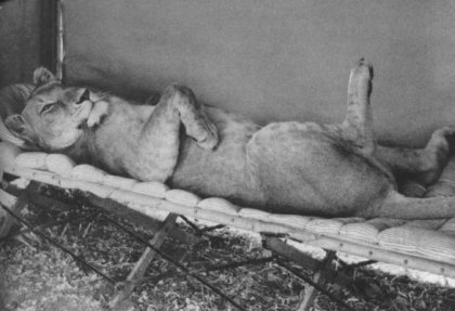 Elsa the lioness. Sourced from www.fatheroflions.com