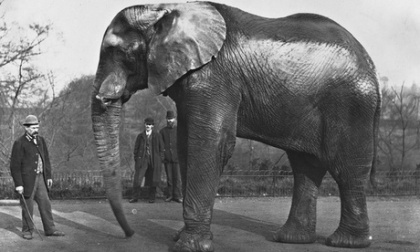 Jumbo at London Zoo, circa 1890. Photograph: Getty Images