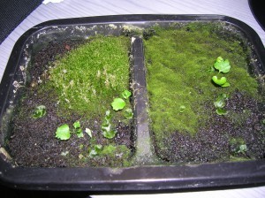 Baby tree ferns? Oct 29 2014