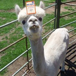 No_plot_no_problem_cover_llama