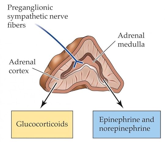 Insert drawing of adrenal gland here with the following caption: Structure of the adrenal gland, showing the outer cortex and the inner medulla along with the hormones they secrete. Reproduced from Psychopharmacology. Drugs, the Brain, and Behavior, second edition, by Jerrold S. Meyer and Linda F. Quenzer. © Sinauer Associates.