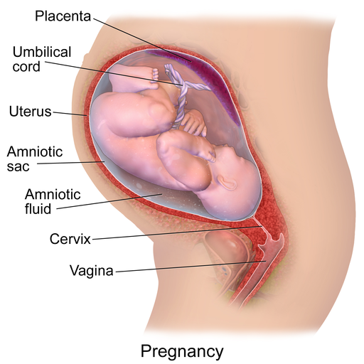 Insert drawing of human fetus here with the following caption: Late pregnancy human fetus. Illustration by Bruce Blaus. Source: Blausen.com staff. “Blausen gallery 2014”. Wikiversity Journal of Medicine. DOI:10.15347/wjm/2014.010. ISSN 20018762. CC-BY-3.0 via Wikimedia Commons.