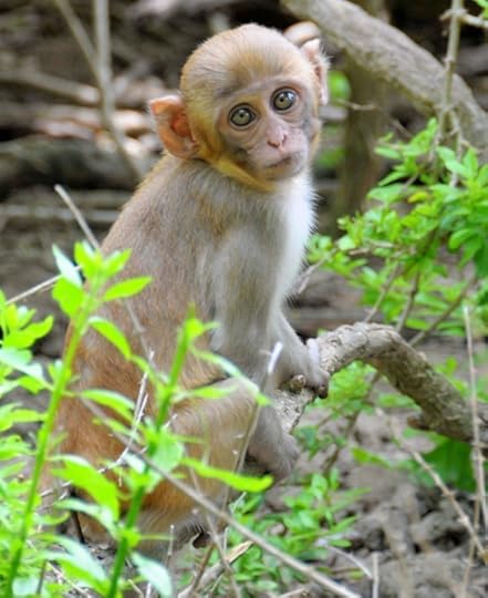 Young rhesus monkey, courtesy of author