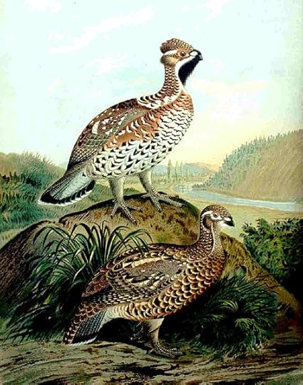 A hazel-grouse