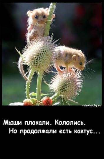  photo mouseampcactus_zpsb03d3002.jpg