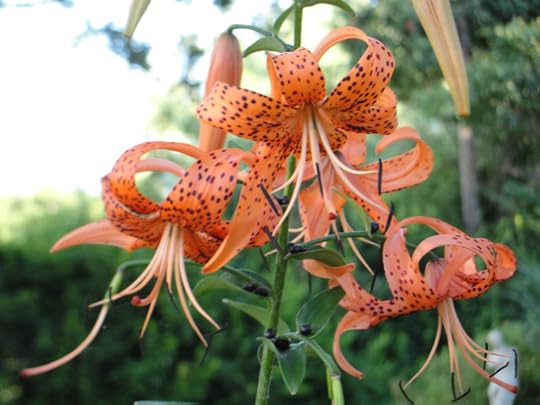 Tiger Lillies