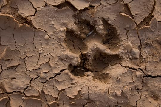 A dried impression of a wolf's paw
