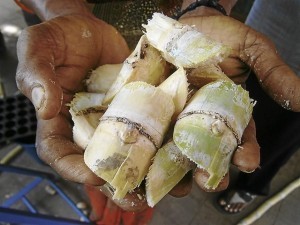 planting sugar cane with 1 bud