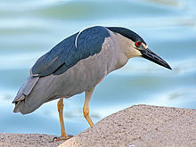 220px-Black-crowned_Night_Heron_RWD7
