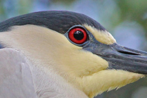 black crowned night heron