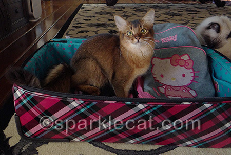 You CAN'T go without me!