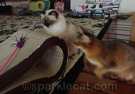 Neither Boodie nor the toy knew what was coming
