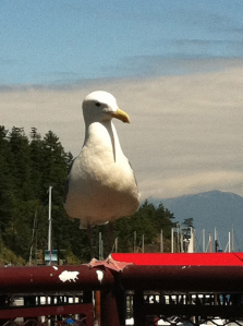 Why the photo of a seagull? Well, I still haven't learned how to use images from the internet with permission. This is one of my own and, well, I like it.