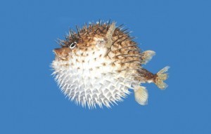 PufferfishAnat