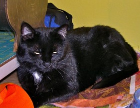 black cat (krl)
