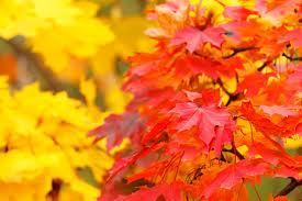 images-2