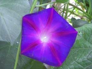 Morning glory
