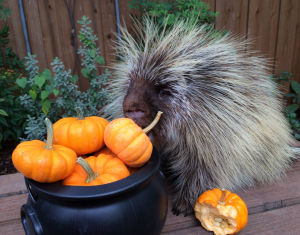 Porcupine