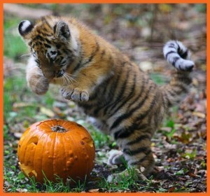 HalloweenTiger