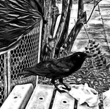 Eating Crow 1 @ Maria Kelly