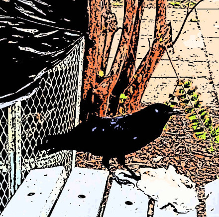 Eating Crow 2 @ Maria Kelly