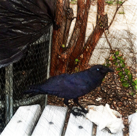 Eating Crow 3 @ Maria Kelly