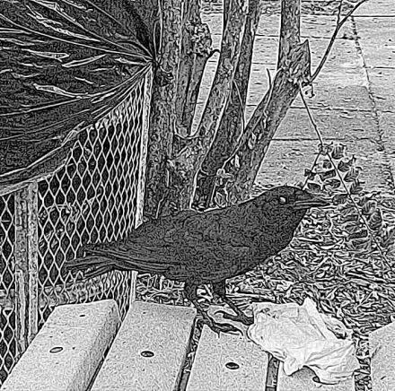 Eating Crow 4 @ Maria Kelly