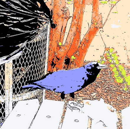 Eating Crow 5 @ Maria Kelly