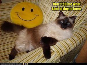 funny-pictures-cat-dont-tell-me
