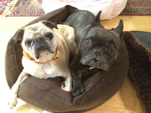 Jelly and Lulu, best of buds.