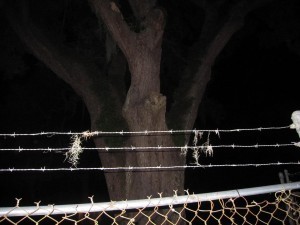 IMG_3345