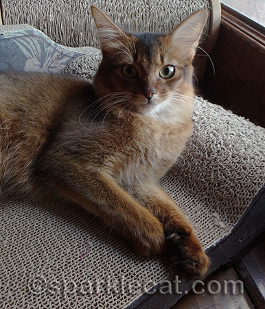 Humans need to listen to cats more