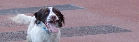 dog delusion.jpg