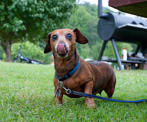 dachshund.jpg