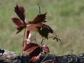 Virginia-Creeper-fall-color0004