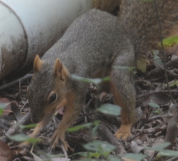 squirrel-buries-nut0014