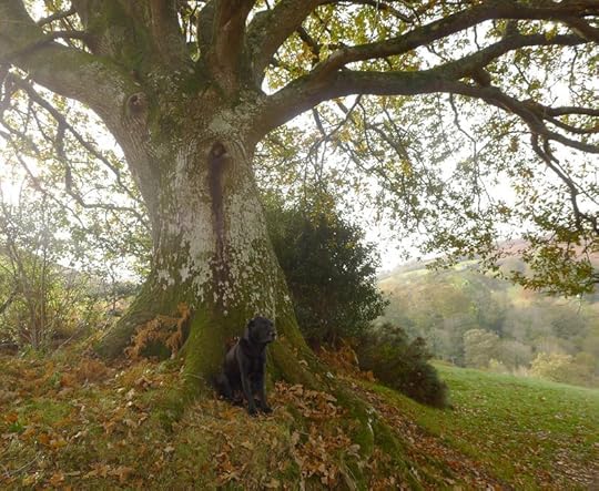 Tilly and the Oak Elder