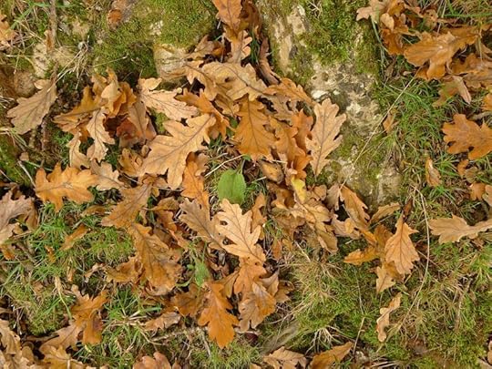 Oak leaves in autumn