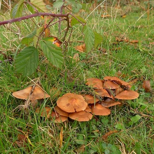 Field mushrooms