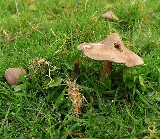 Mushroom
