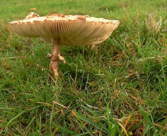 Mushroom